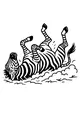 Belly-Flip Zebra in Dust