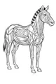 Side-Striped Zebra at Rest