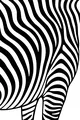 Zebra Stripe Parade