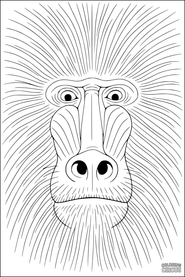 Coloring page detailed baboon face with radiating whiskers for kids