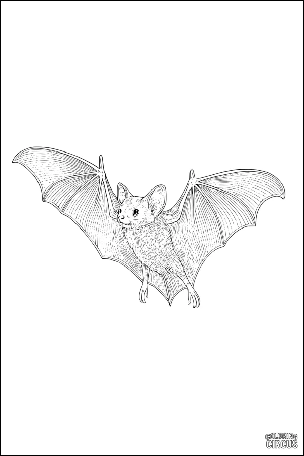 Coloring page featuring a detailed bat with outstretched wings, suitable for kids and parents