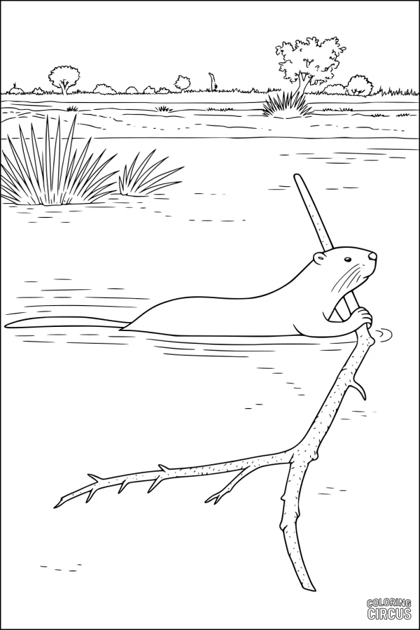 Coloring page of a beaver swimming in a river, holding a large branch with grassy riverbank background
