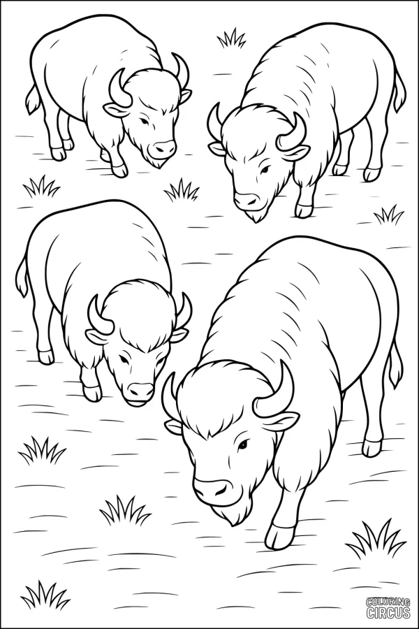 Coloring page featuring four bison grazing together in a grassy meadow, suitable for children.