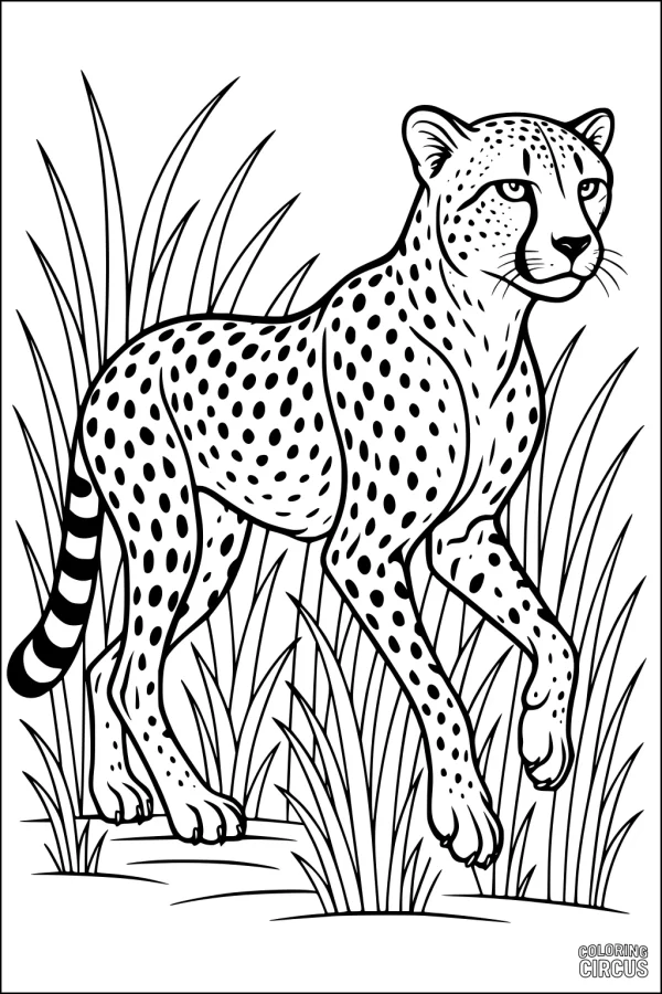 Coloring page showing a cheetah with spots walking in tall savanna grass