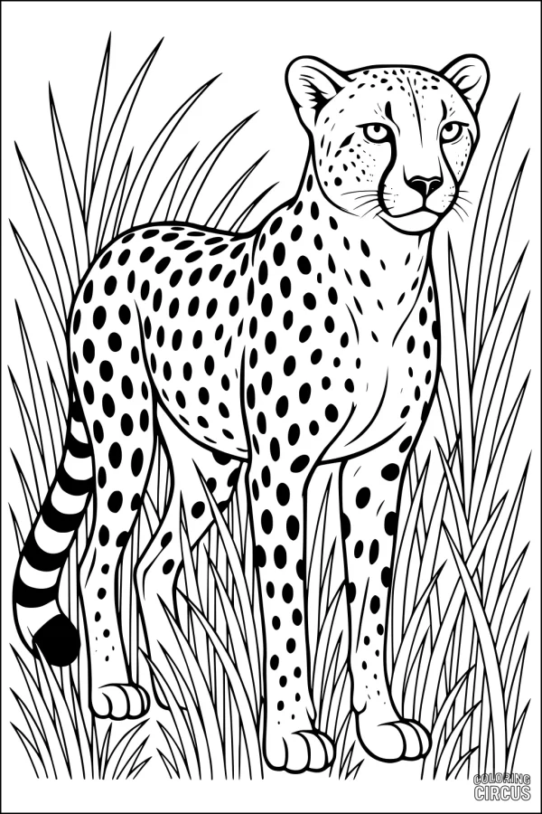 Coloring page showing a cheetah with spots standing among tall grass for kids
