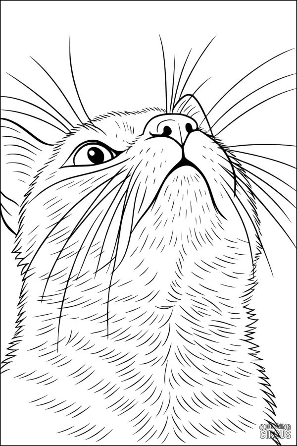 Coloring page of a detailed domestic cat looking upward with prominent whiskers and fluffy fur