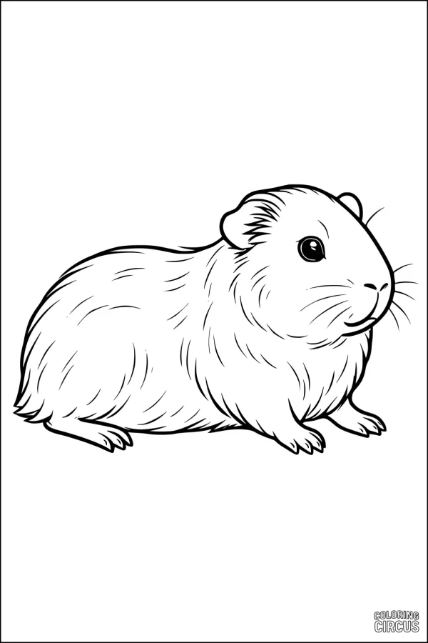 Coloring page featuring a fluffy guinea pig sitting peacefully