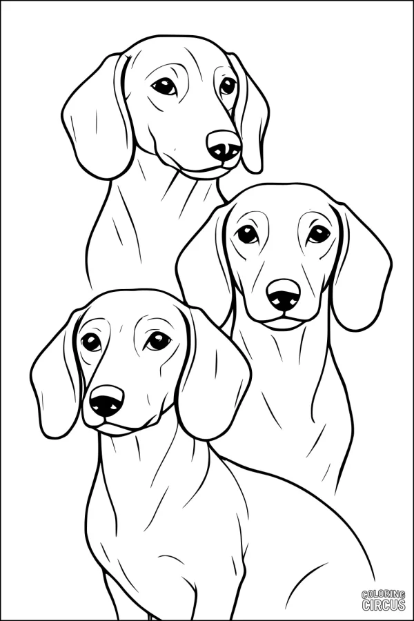 Coloring page featuring three dachshund dogs with long ears and expressive faces