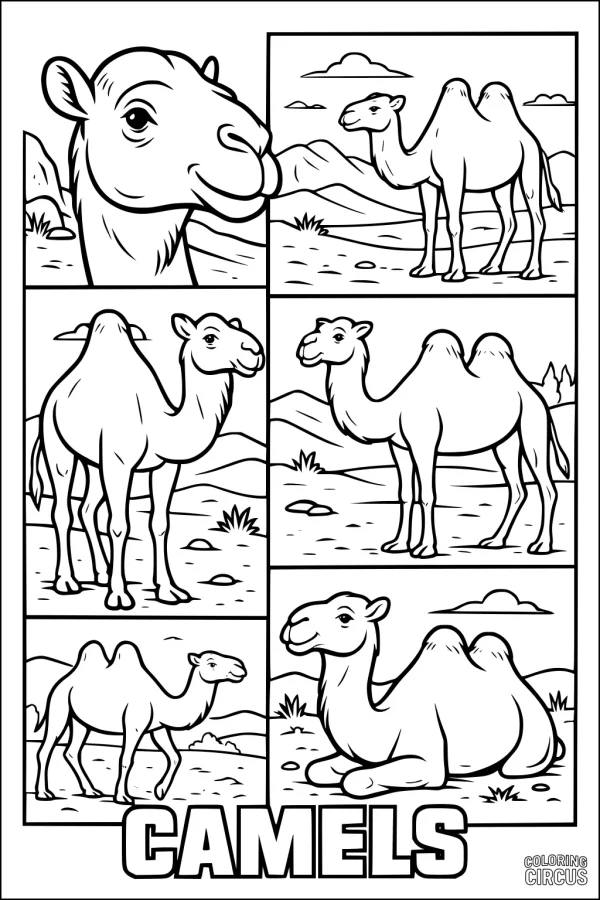 Coloring page featuring six cartoon camels in different desert scenes, suitable for young children