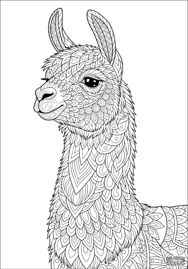 Coloring page detailed llama with intricate patterned fur