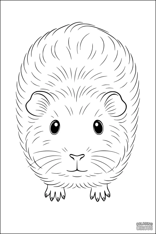 Coloring page of a cute fluffy guinea pig facing forward, designed for young children