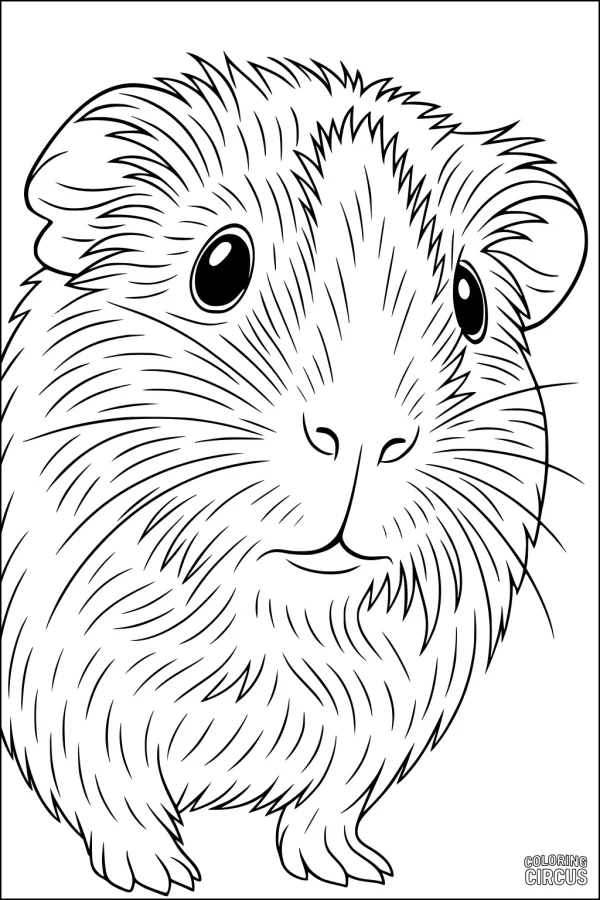 Coloring page showing a cute, fluffy guinea pig with soft fur and bright eyes
