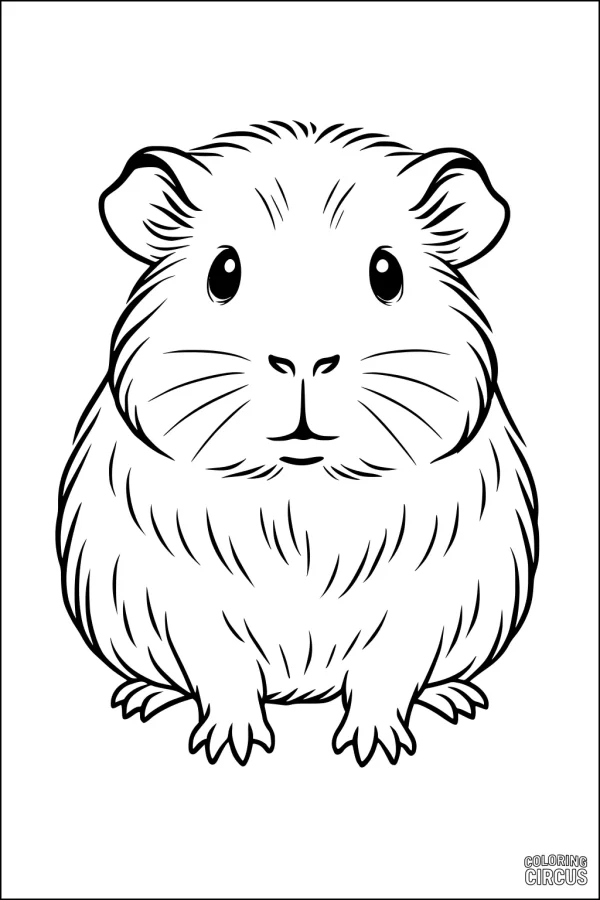 Coloring page showing a cute fluffy guinea pig sitting and looking forward