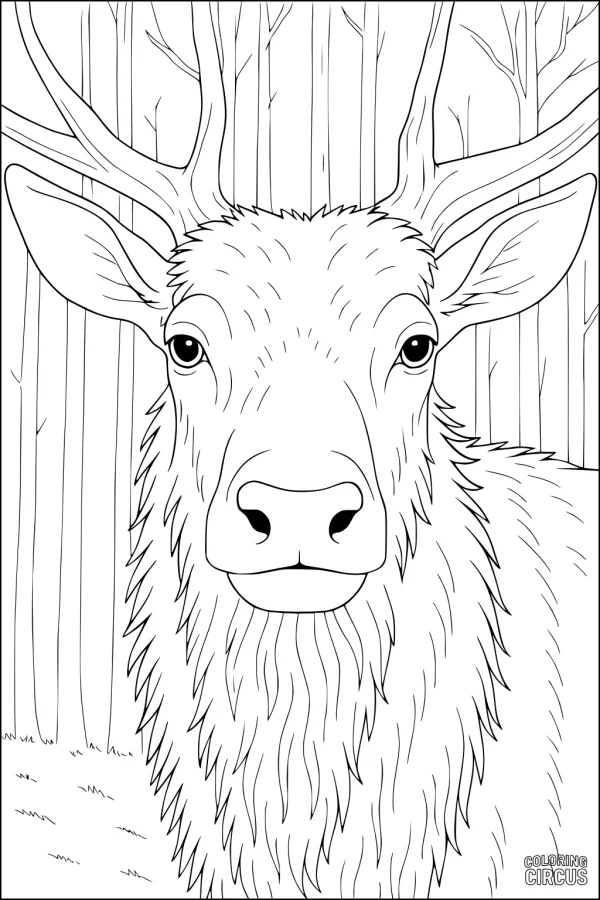 Coloring page close-up elk with large antlers standing in a forest background