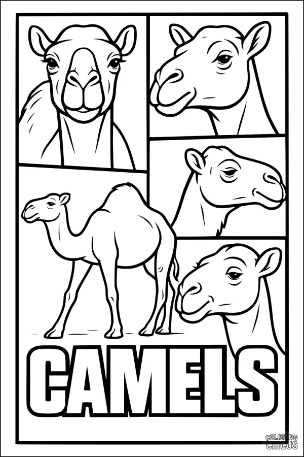Coloring page with five camel portraits and one standing camel, outlined for kids