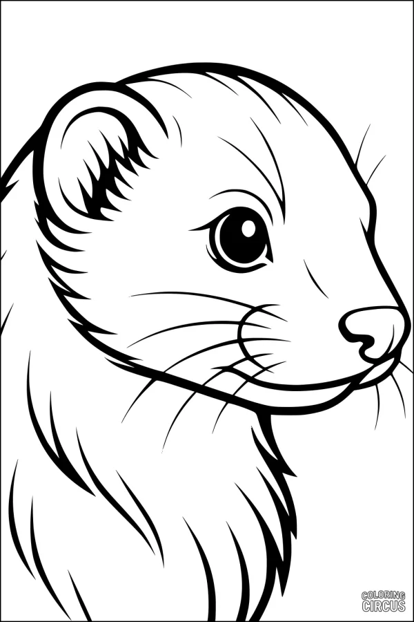 Coloring page of a friendly ferret face with soft fur and large round eyes
