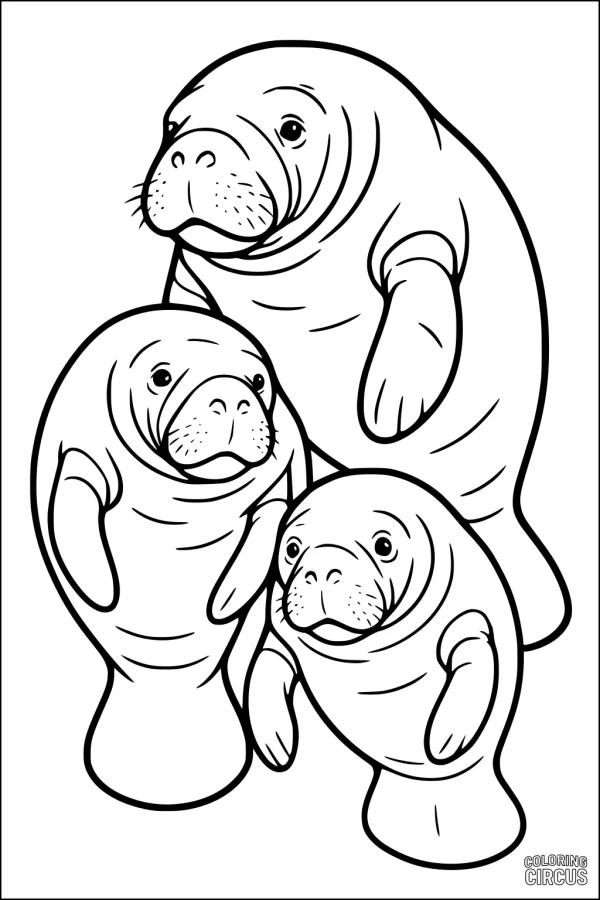 Coloring page featuring three friendly manatees swimming together, suitable for young children.