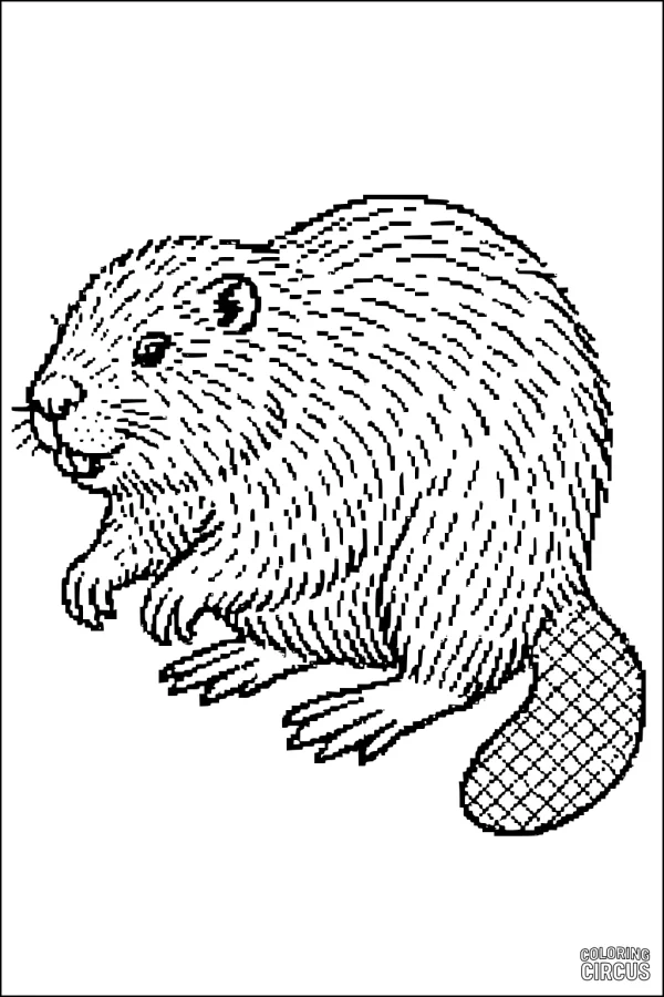 Coloring page featuring a detailed beaver with textured fur and a patterned tail