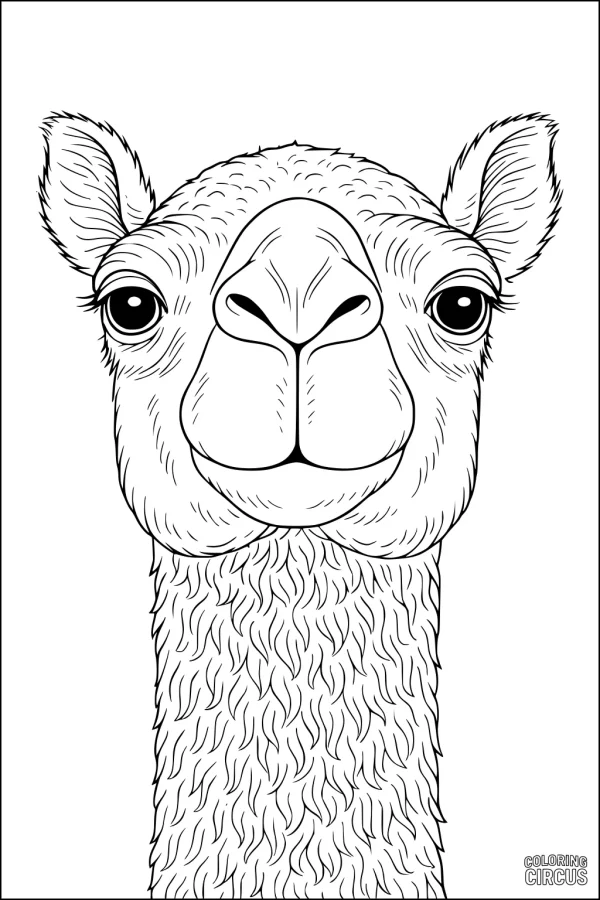 Coloring page showing a cheerful camel face with detailed fur and large eyes