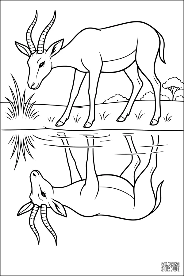 Coloring page showing a gazelle drinking from a pond with its reflection visible in the water, surrounded by grasses and savanna trees.
