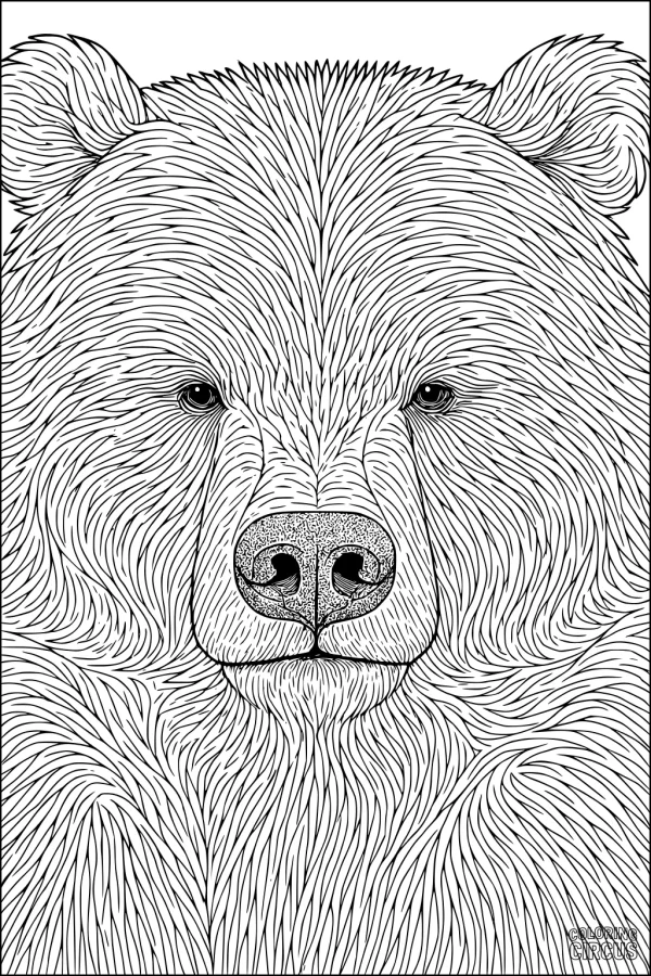 Coloring page close-up of detailed bear face with textured fur