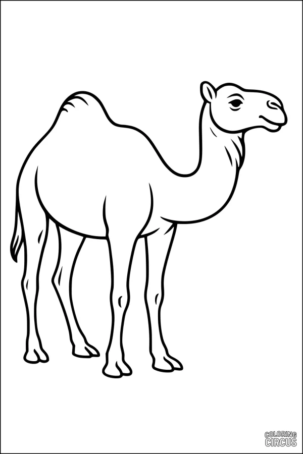 Coloring page of a standing camel with simple lines for children