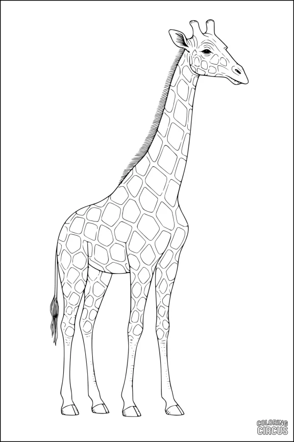 Coloring page detailed giraffe standing upright with visible spots and long neck