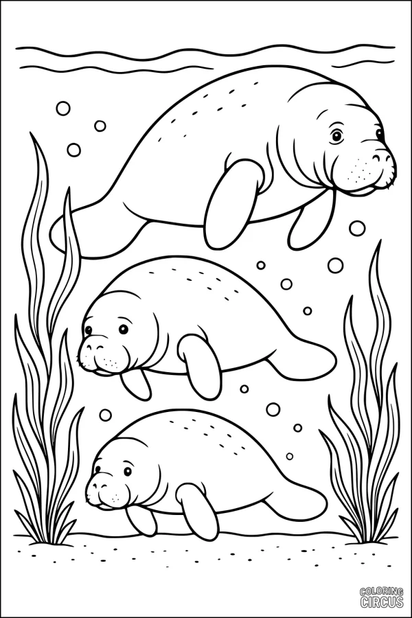 Coloring page featuring three cute manatees swimming together among seagrass and bubbles