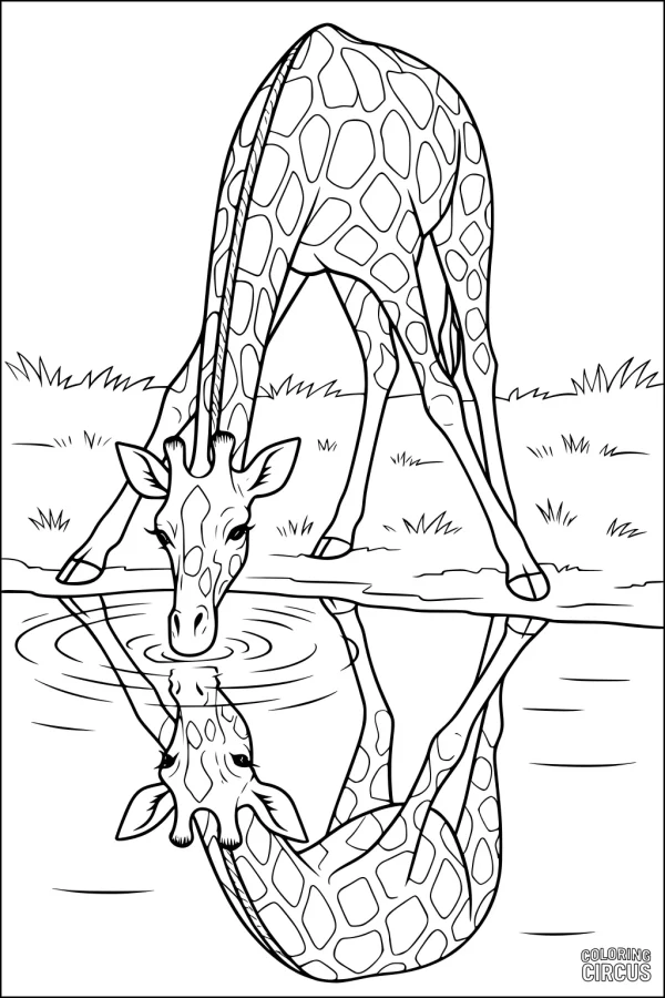 Coloring page giraffe bent down drinking water near pond with clear reflection