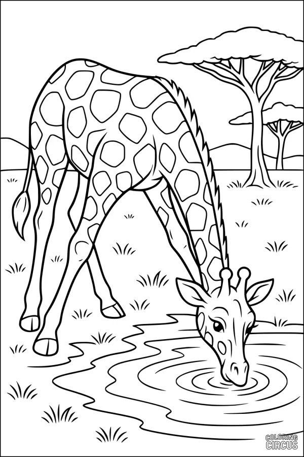 Coloring page showing a giraffe drinking from a pond in the savannah with acacia trees in the background
