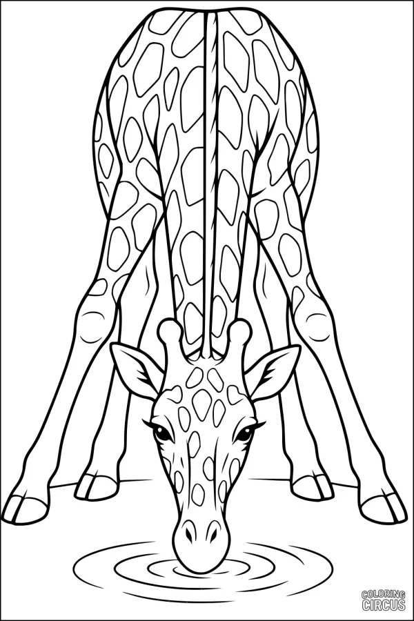 Coloring page of a giraffe bending to drink water at a waterhole with visible spots and ripples
