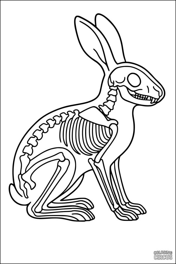 Coloring page showing the skeleton anatomy of a hare with detailed bones and skull for educational purposes
