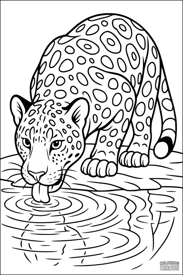 Coloring page of a jaguar drinking from a river, surrounded by rippling water with visible spots on its fur