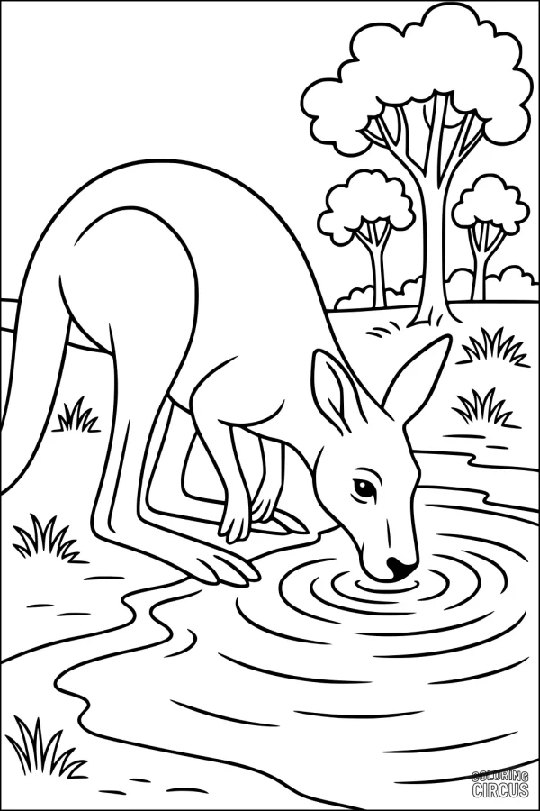 Coloring page showing a kangaroo drinking from a pond with trees in the background