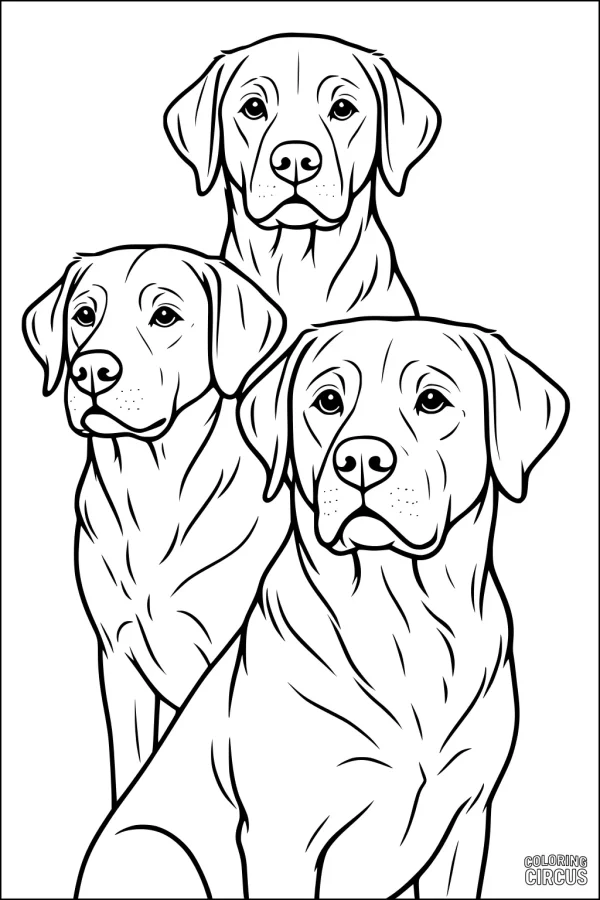 Coloring page trio of realistic labrador dogs sitting together