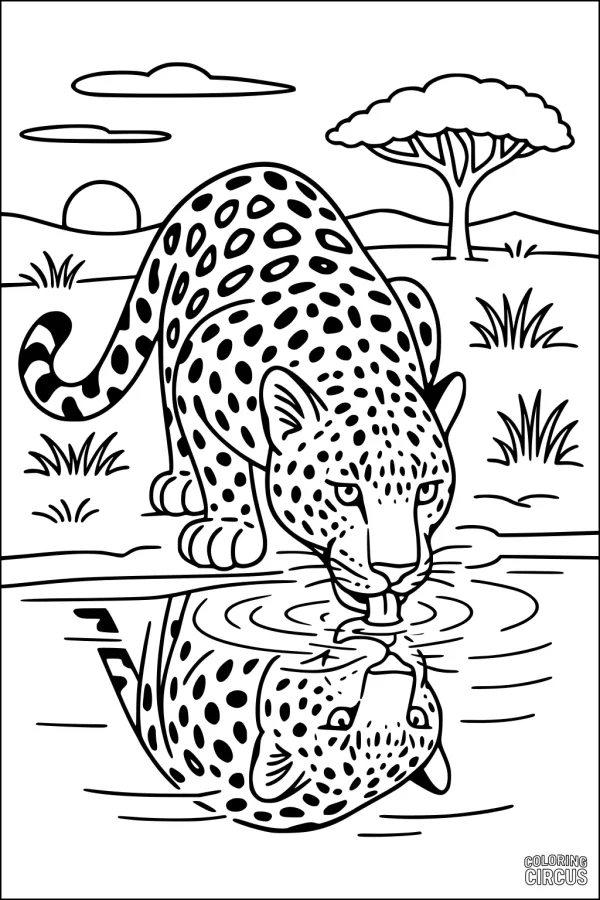 Coloring page of a leopard drinking water at a pond with its reflection, set in the savanna with grass, tree, and sunrise.