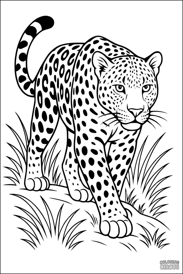 Coloring page showing a leopard walking in grass, perfect for kids and parents