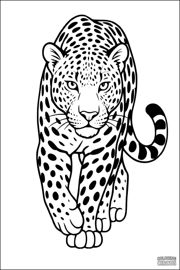 Coloring page showing a leopard walking forward with detailed spots and a curled tail