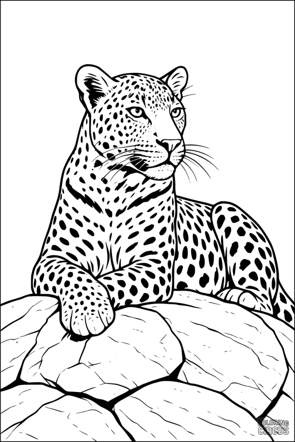 Coloring page of a leopard resting on rocks with detailed spots and savanna setting
