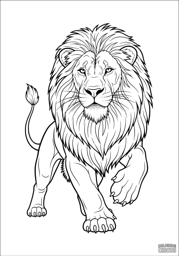 Coloring page featuring a detailed lion with a large mane walking forward.
