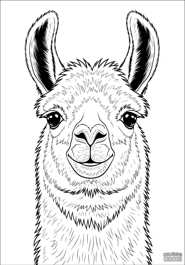 Coloring page featuring a detailed llama face with fluffy fur and large ears