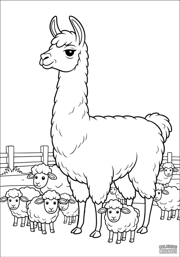 Coloring page with a llama standing among fluffy sheep in a fenced pasture