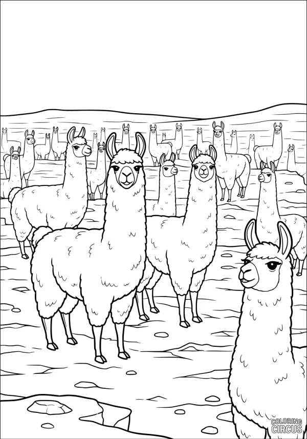 Coloring page showing a herd of llamas in a rocky mountain valley landscape