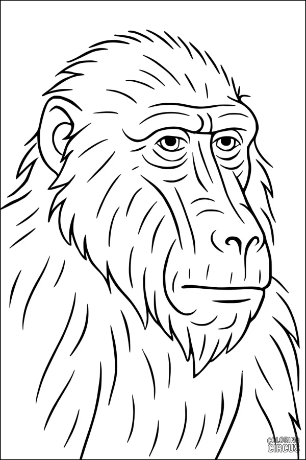 Coloring page featuring a detailed baboon portrait with realistic fur lines