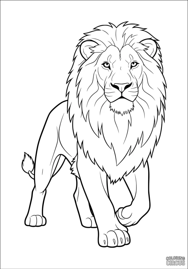 Coloring page of a majestic lion with a large mane, walking forward, suitable for children