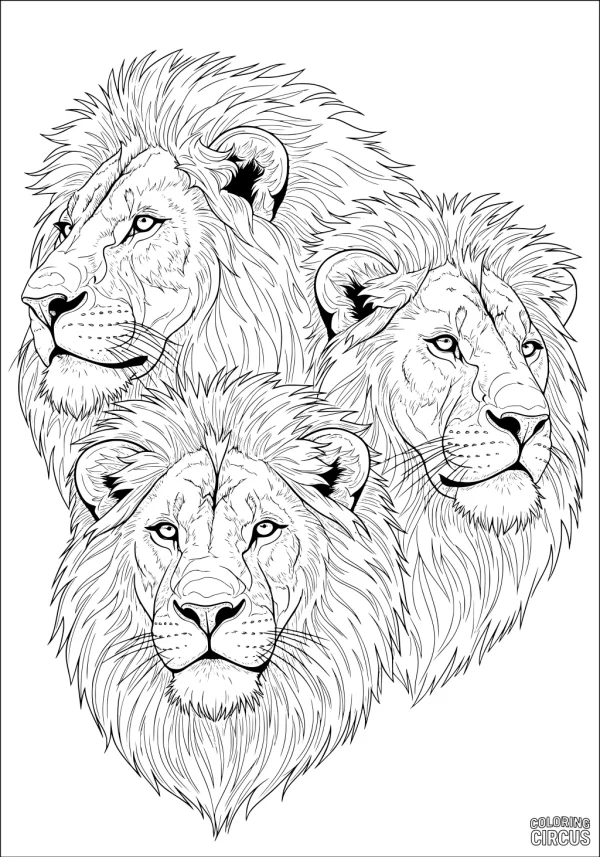 Coloring page showing three detailed lion heads with flowing manes, realistic style