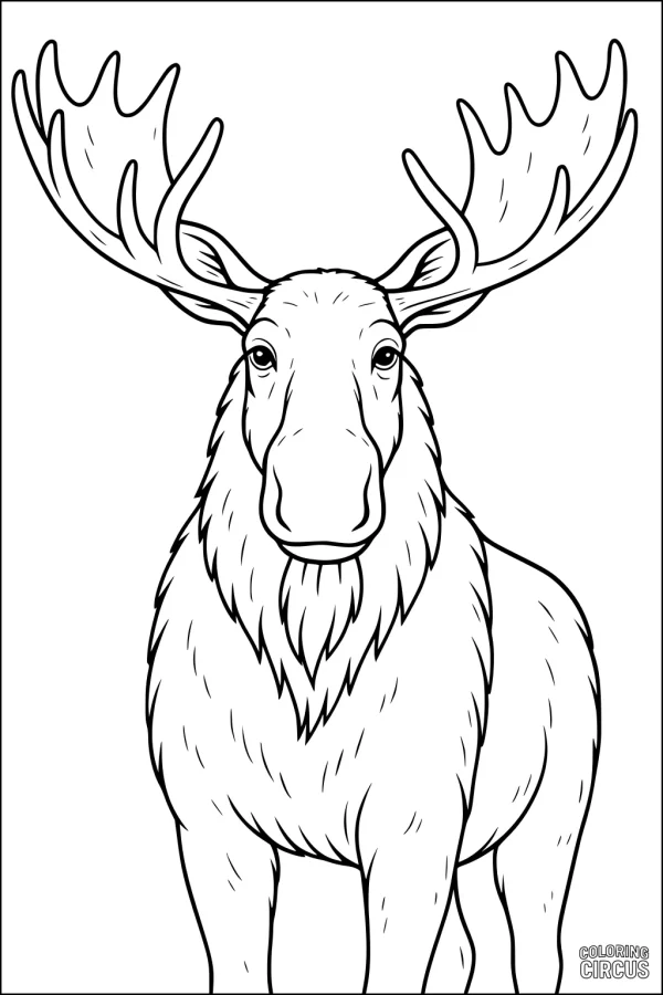 Coloring page of a realistic moose with large antlers, front view, for kids and families