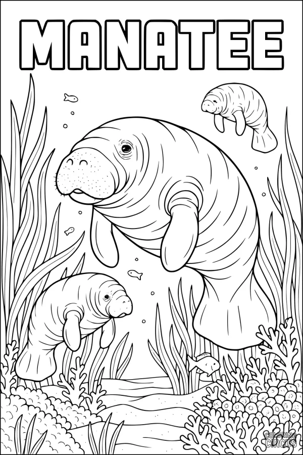 Coloring page of three manatees swimming among seagrass and coral underwater