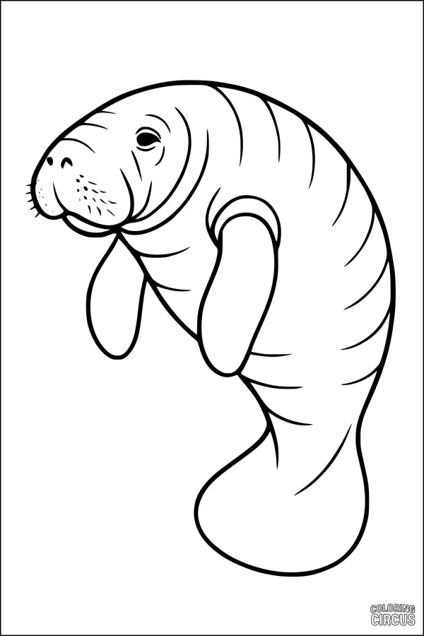 Coloring page of a cartoon style manatee with simple outlines for kids