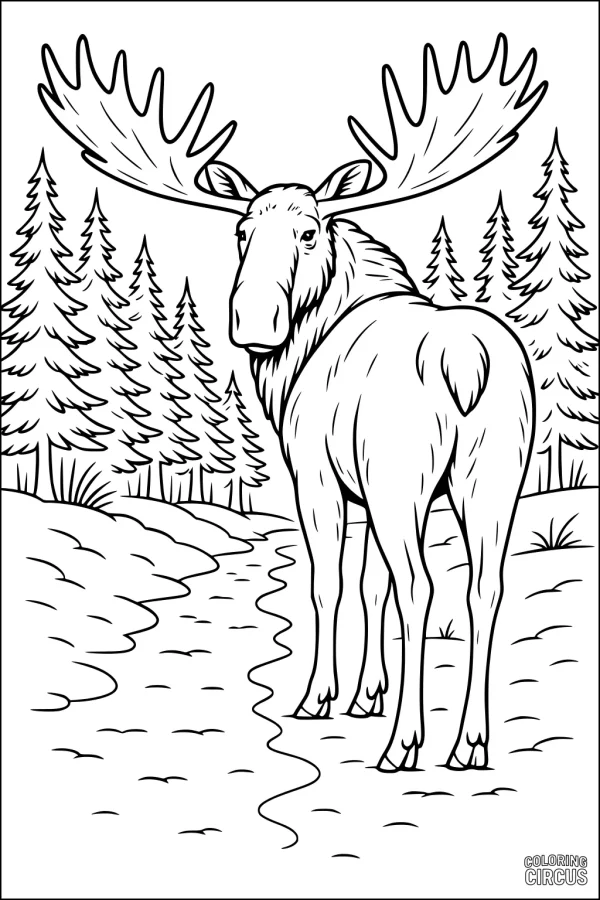 Coloring page showing a moose with large antlers standing on a trail surrounded by pine trees in a forest